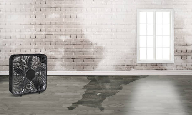 Best Flood damage cleanup  in Needles, CA